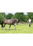 USG Lunging and schooling system
