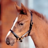 STAR Leather Halter for Foals