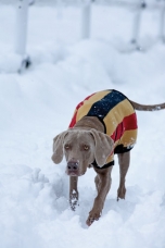 Šiltas flysinis šuns apsiaustas Rambo Newmarket