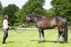 USG Lunging and schooling system