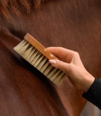 Horse Horse