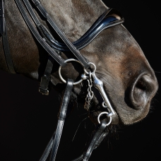 Horse Horse