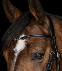 Horse Horse