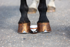 Horse Horse