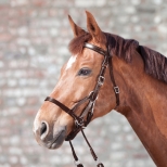 STAR Bitless Bridle Two