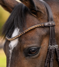Shine Waldhausen X-Line browband, brown
