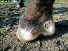 Horse Horse