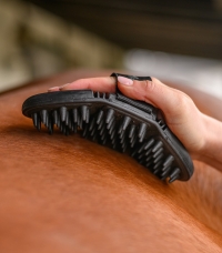 Horse Horse