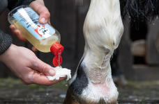 Horse Horse