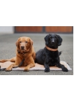 Dog Set Faux Leather Platinum