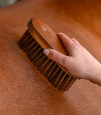 Horse Horse