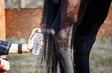 Horse Horse
