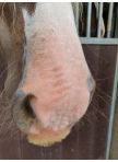 Excellent Horse Sunblock Cream SPF 30