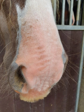 Horse Horse