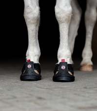 Horse Horse