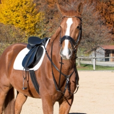 Training Equipment and Lunging