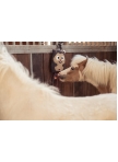 Horse Toy Eskadron Hamster Heritage 25