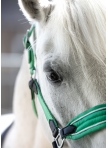 Head collar -Maui- for shetland ponies