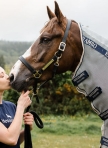 HORSEWARE