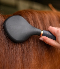 Horse Horse
