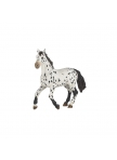 PAPO - Black Appaloosa Horse