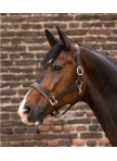 Waldhausen Rosé X-Line Leather Halter