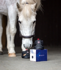 Horse Horse