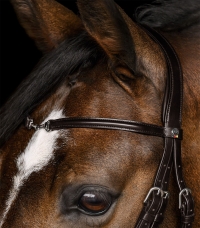 Horse Horse