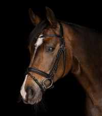 Horse Horse