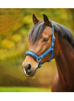Economic lunging halter