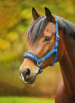 WALDHAUSEN