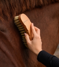 Horse Horse