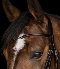 Horse Horse