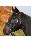 Trail Walking Bridle