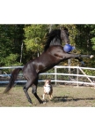 Jolly Ball