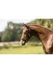 Halter Foal Eskadron Core