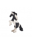 PAPO - Rearing Piebald Cob
