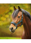 Economic lunging halter