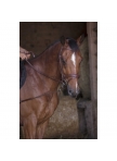 NORTON PRO Short elastic side Reins with pulleys