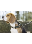 Dog Collar Beagle