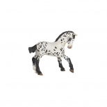 PAPO - Black Appaloosa Foal PAPO - Black Appaloosa Foal