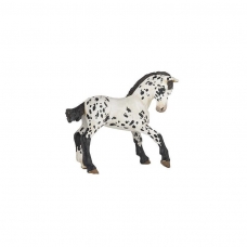 PAPO - Black Appaloosa Foal