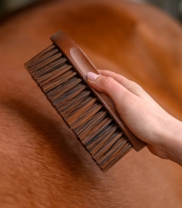 Horse Horse