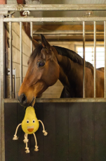 Horse Horse