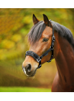 Economic lunging halter