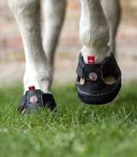 Horse Horse