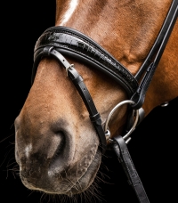 Horse Horse