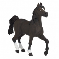 PAPO - Arabian Horse