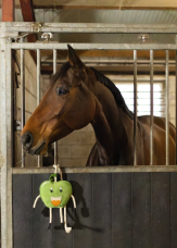 Horse Horse