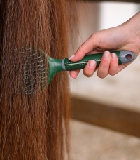 Horse Horse